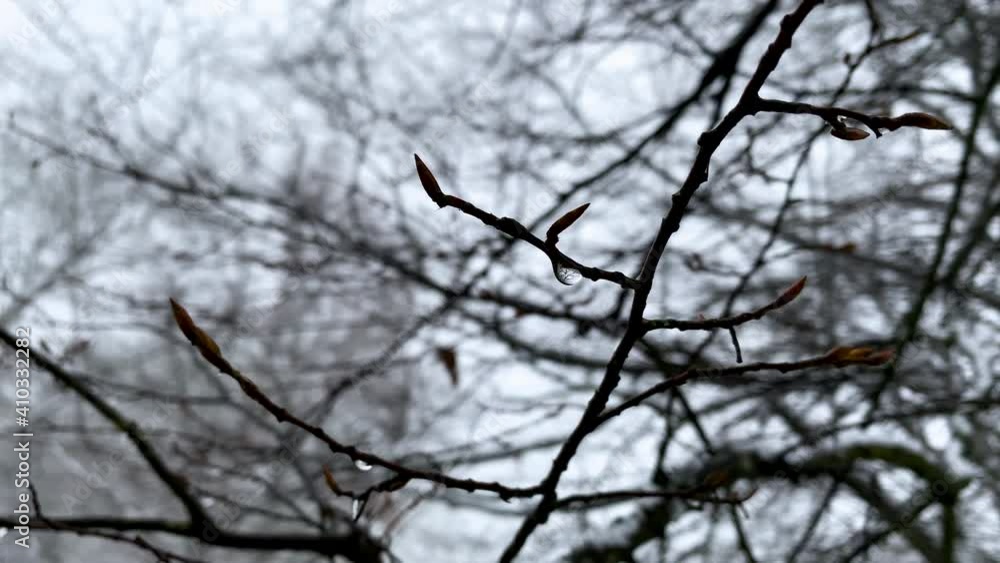 Slowly moving dark wet branches with on the background high trees on a cloudy day in Górowo Iławeckie Slowly moving dark wet branches with on the background high trees on a cloudy day in Górowo Iławeckie