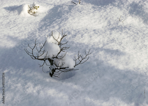 cold weather, perfect snow conditions, small bog pines under the snow, winter wonderland in the bog, powdery snow covers the bog plants photo