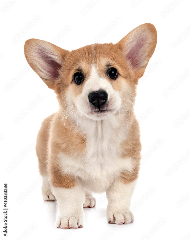 young Pembroke Welsh Corgi