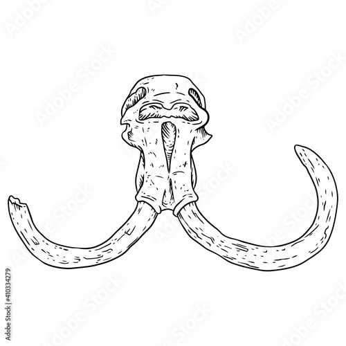 Mammoth fossilized skull with tusks hand drawn sketch image. Animal bones fossil image drawing. Vector stock outline silhouette
