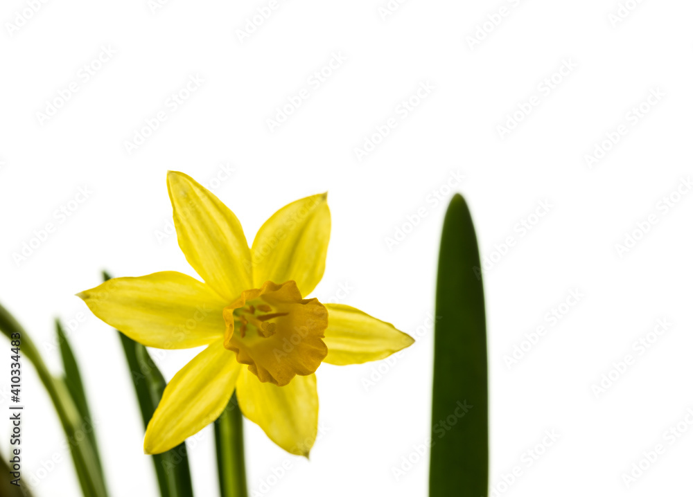 Obraz premium Narcissus on white background.