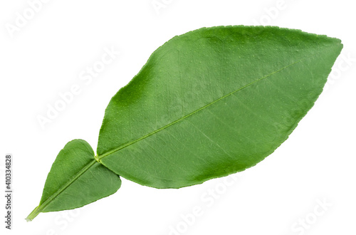 Pomelo leaf isolated on a white background, top down