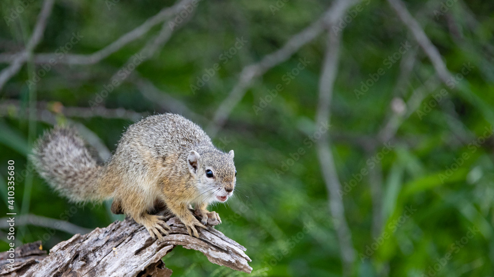 African tree squirrel African tree squirrel