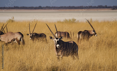 Oryx in the savannah of Etosha National Park in Namibia