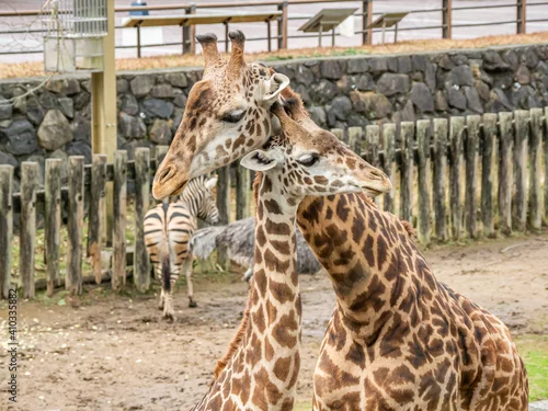 Obraz マサイキリン - 仲良し