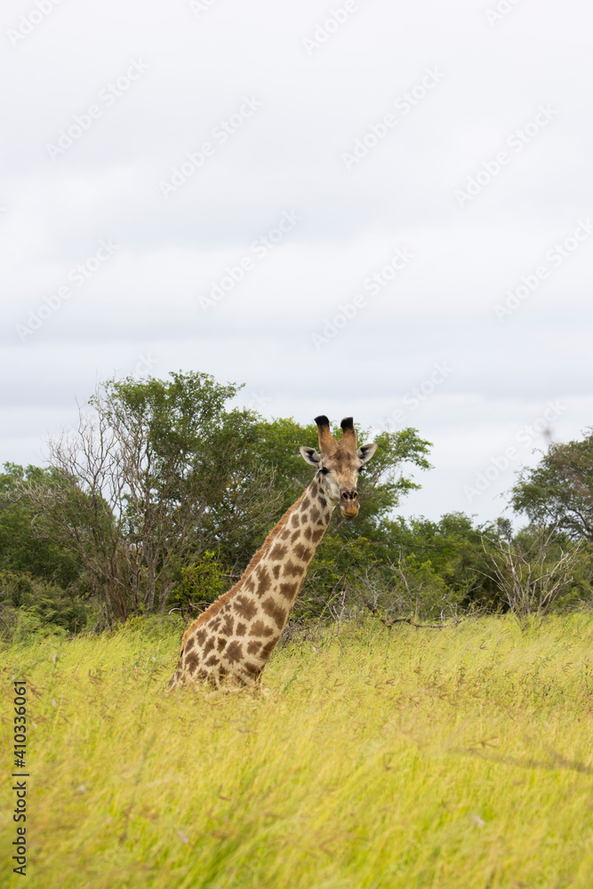 Fototapeta premium Relaxing giraffe in the wild