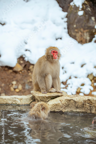 長野県山ノ内町　地獄谷野猿公苑の温泉に入るニホンザル © k