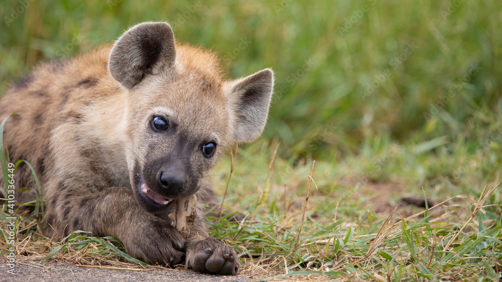 Young spotted hyena chewing on teeth