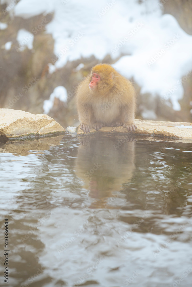 Naklejka premium 長野県山ノ内町 地獄谷野猿公苑の温泉に入るニホンザル