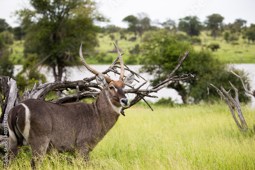 Canvas Print portrait of a mature waterbuck bull
