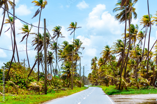 Tall coconut trees with Cloudy Blue Sky along Mayaro Coastal Road Trinidad photo