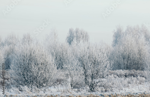snowy forest, winter nature
