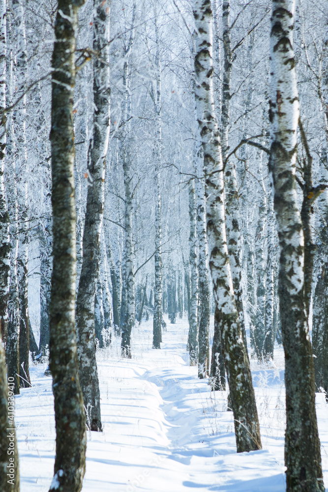 Fototapeta premium snowy forest, winter nature