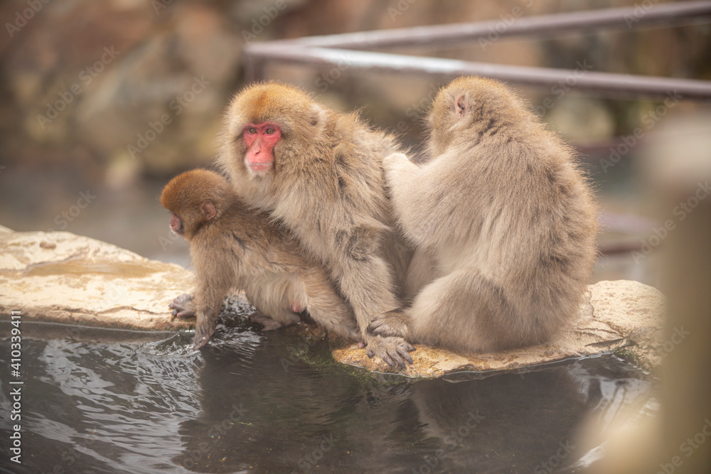 Naklejka premium 長野県山ノ内町 地獄谷野猿公苑の温泉に入るニホンザル