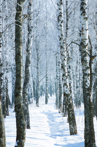 snowy forest, winter nature