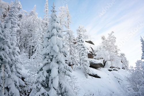 Snow-covered pine forest with rocks in the snow.