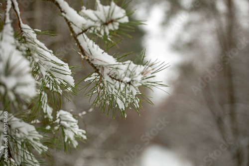 pine branches covered with snow in the forest, horizontal