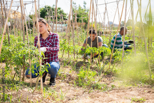 Φωτογραφία Young woman horticulturist working with tomatoes seedlings and wooden girders, m