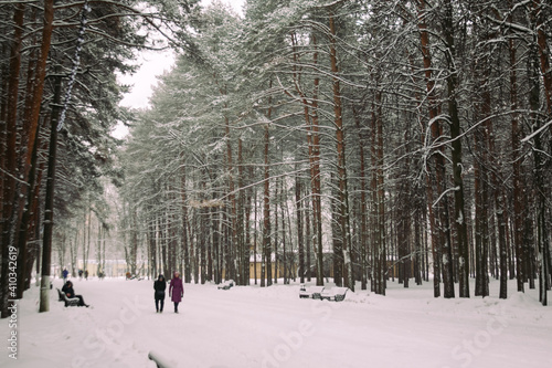 pine forest in the park, winter nature