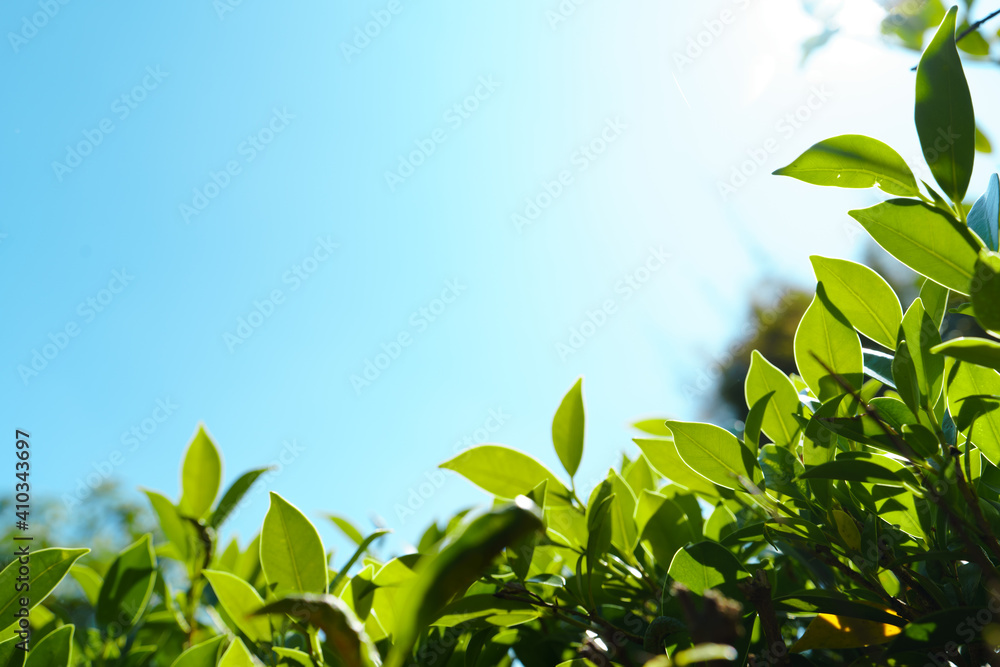 Obraz premium Nature green leaf in the forest Evening