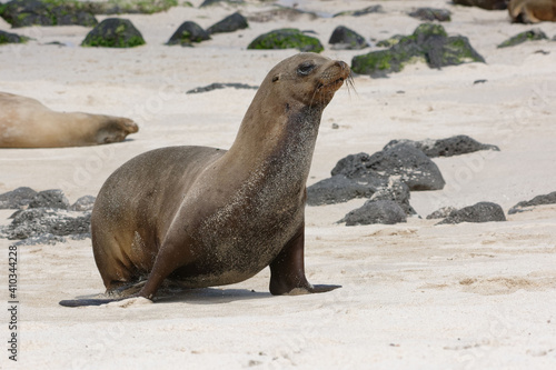 Galápagos sea lion (Zalophus wollebaeki) on the beach - San Cristobal Island