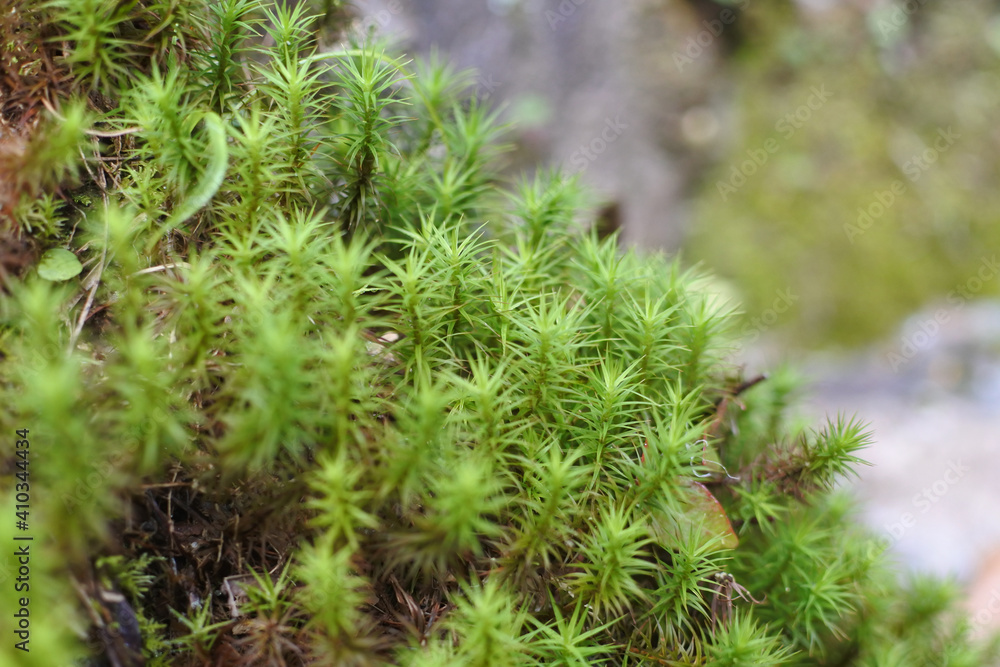 Common haircap moss is forming a colony in the forest. Common haircap moss is forming a colony in the forest.