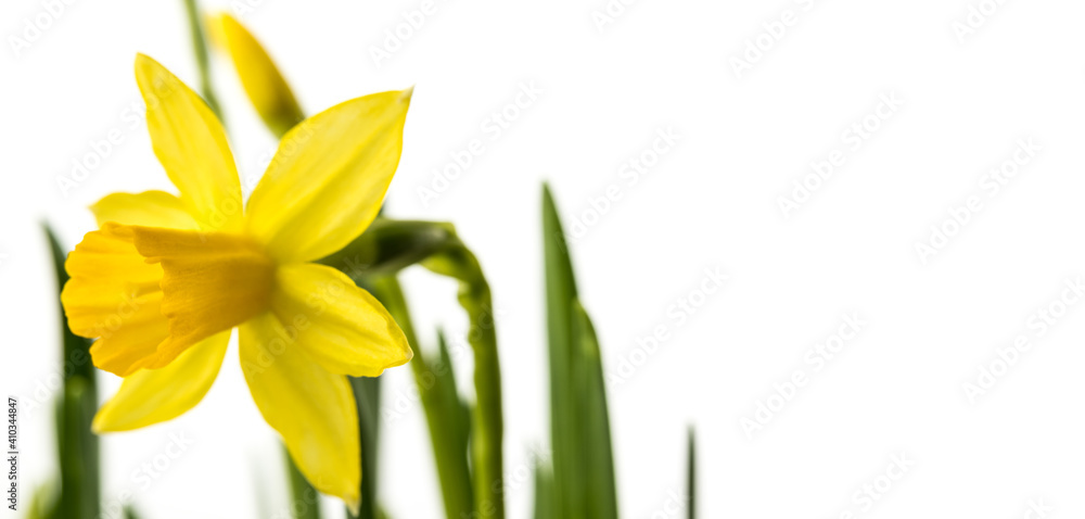 Fototapeta premium Narcissus on white background.