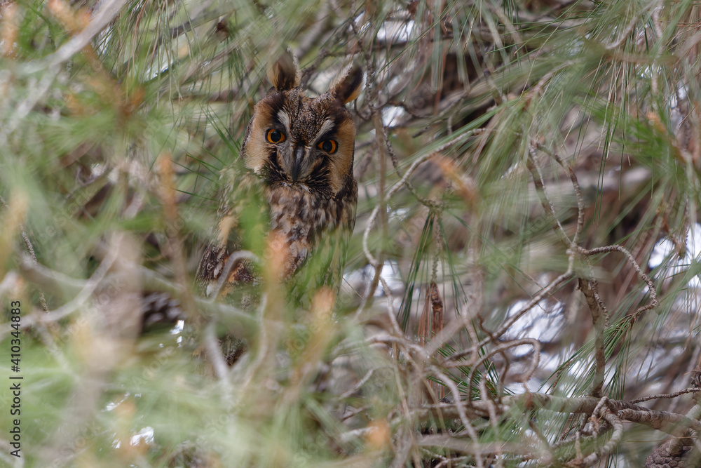 Fototapeta premium Long-eared Owl (Asio otus) perched in a tree