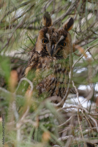 Long-eared Owl (Asio otus) perched in a tree