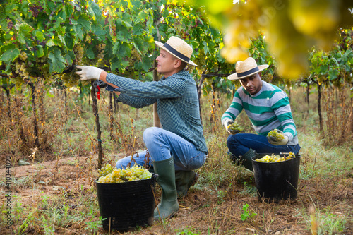 Two farmers working in sunny vineyard in autumn day, harvesting ripe white grapes © JackF