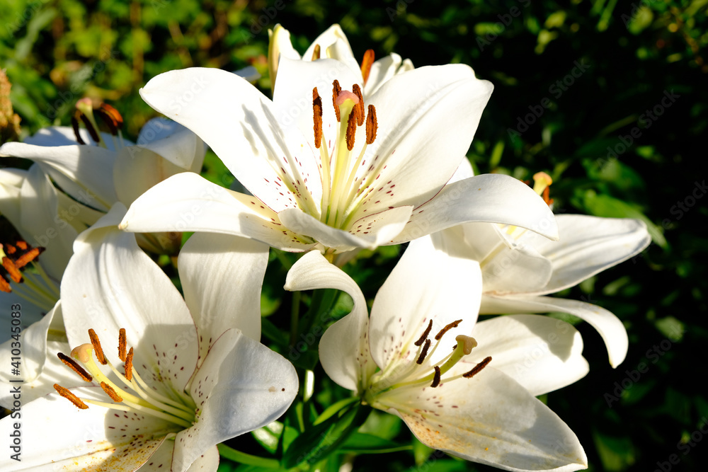 Obraz premium Beautiful white lily flowers on a background of green leaves outdoors
