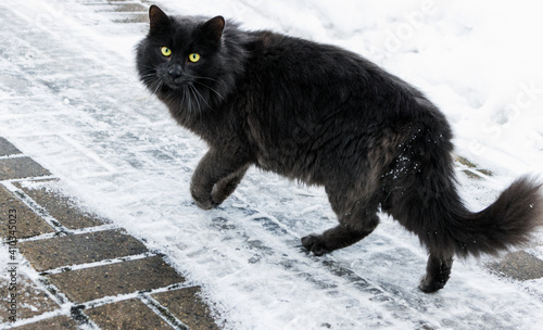 In winter, a black cat walks on the sidewalk