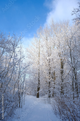 snowy winter trees