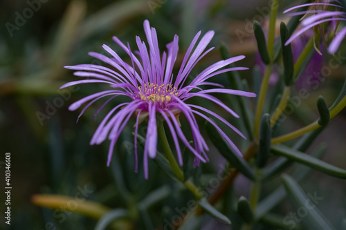 Purple Trailing Ice plant  Delosperma cooperi 