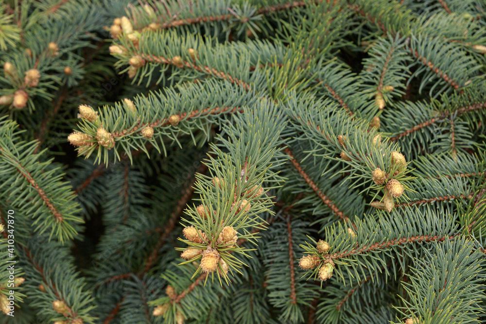 Wide green spruce branches in spring with young shoots and cones that have just appeared
