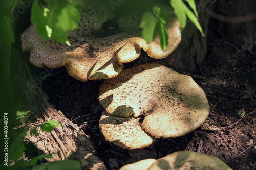 Large inedible mushrooms growing on trees