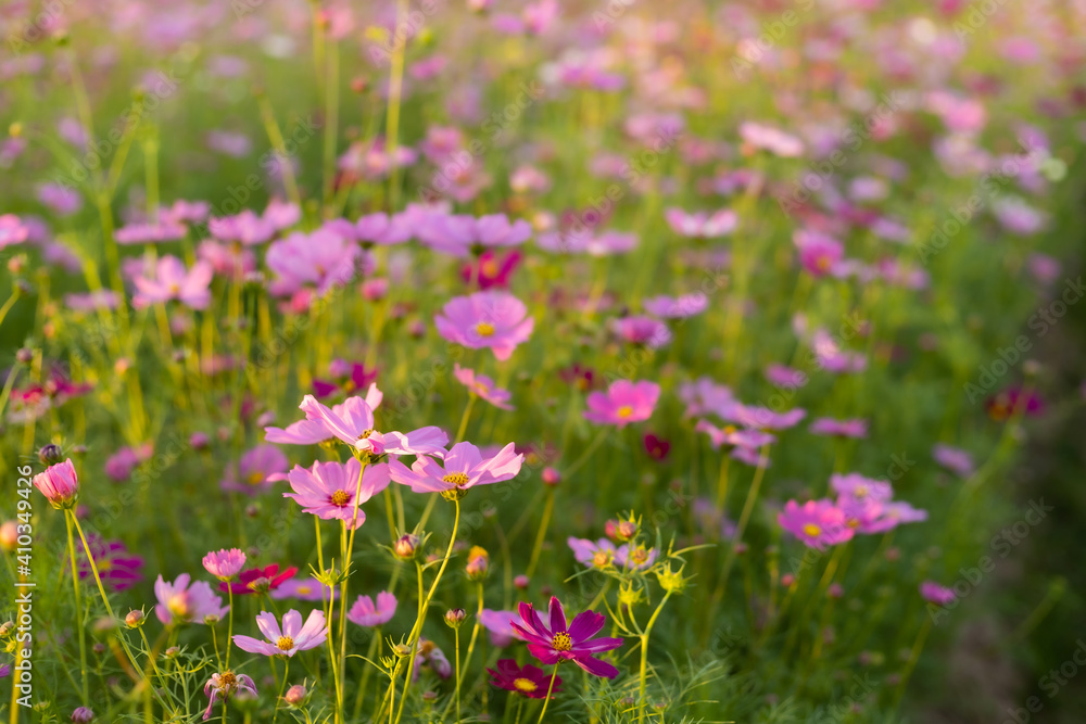 Cosmos red, pink, white blooming in the garden Cosmos red, pink, white blooming in the garden