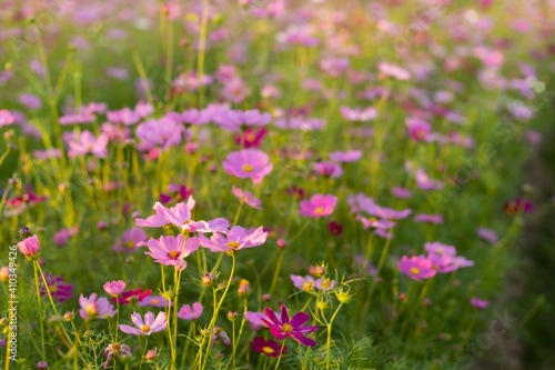 Cosmos red, pink, white blooming in the garden