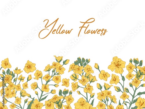 White banner with showy rapeseed plant and place for text. Elegant floral border of blooming yellow canola or colza flowers on stems with leaves. Colorful vector illustration on white background