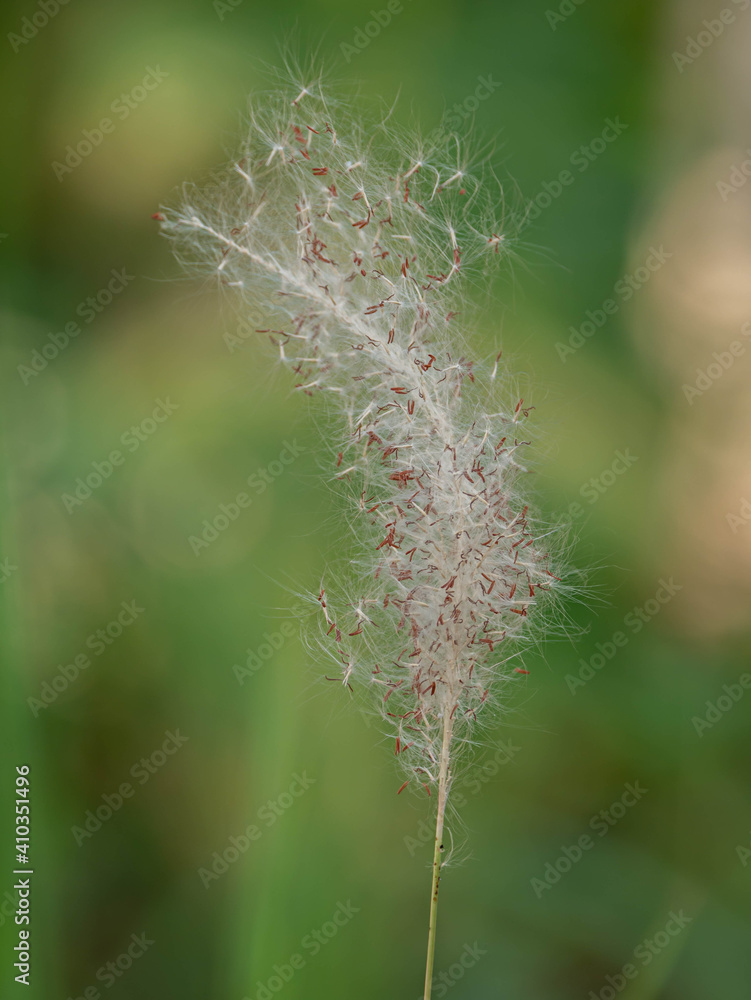 Obraz premium Photo of grass flowers in nature.