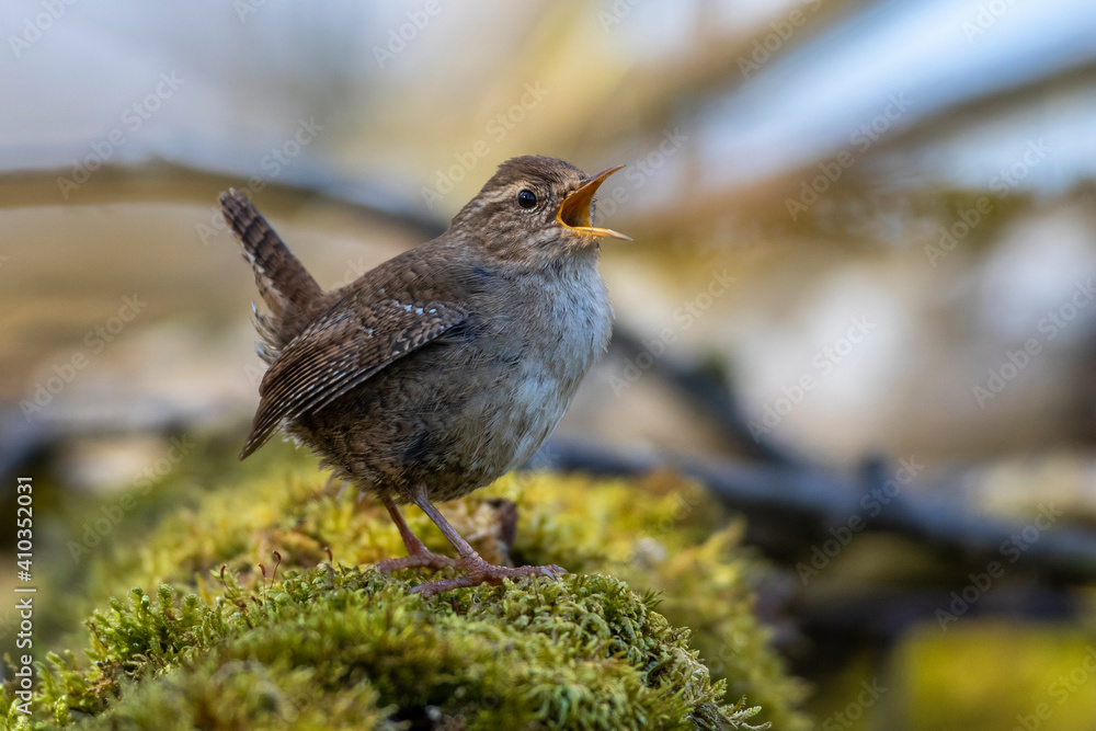 Fototapeta premium Zaunkönig (Troglodytes troglodytes) singend