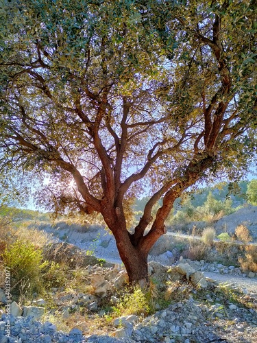 autumn in the park