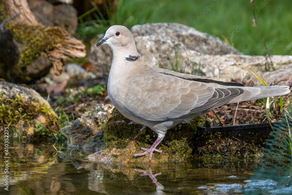 Türkentaube (Streptopelia decaocto) Türkentaube (Streptopelia decaocto)