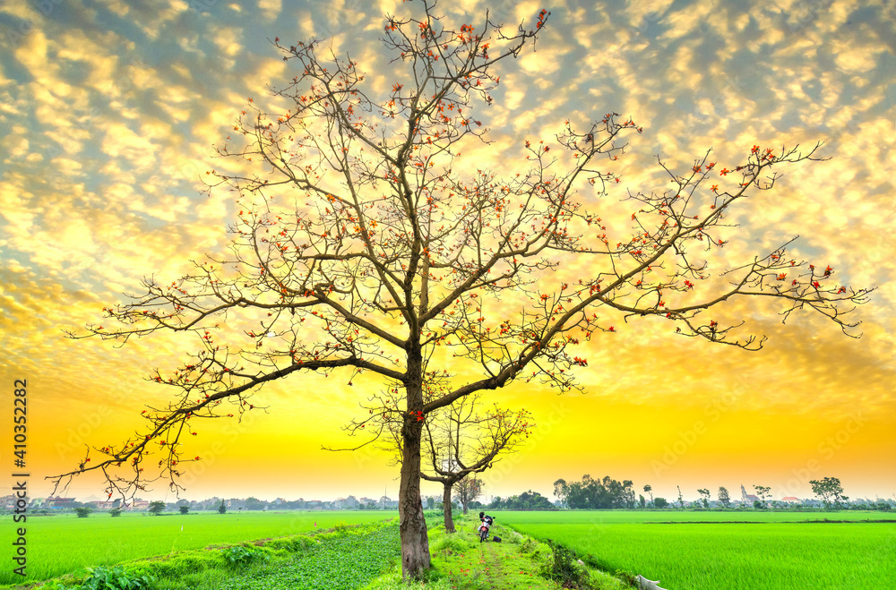 Beautiful Bombax Ceiba tree blooms in spring sunset sky. This flower works as a medicine to treat inflammation, detoxification, antiseptic, blood circulation is very useful for human health Beautiful Bombax Ceiba tree blooms in spring sunset sky. This flower works as a medicine to treat inflammation, detoxification, antiseptic, blood circulation is very useful for human health