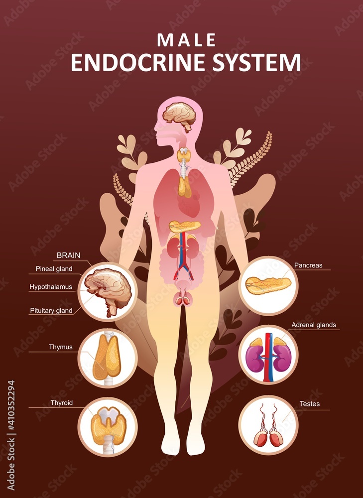 human endocrine system organs poster Stock Vector | Adobe Stock