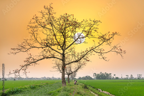 Beautiful Bombax Ceiba tree blooms in spring sunset sky. This flower works as a medicine to treat inflammation, detoxification, antiseptic, blood circulation is very useful for human health photo