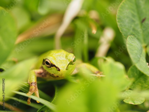 Tree frog in green grass, close up.