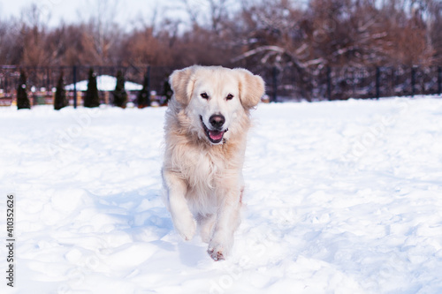 Fototapeta Naklejka Na Ścianę i Meble -  golden retriever in snow