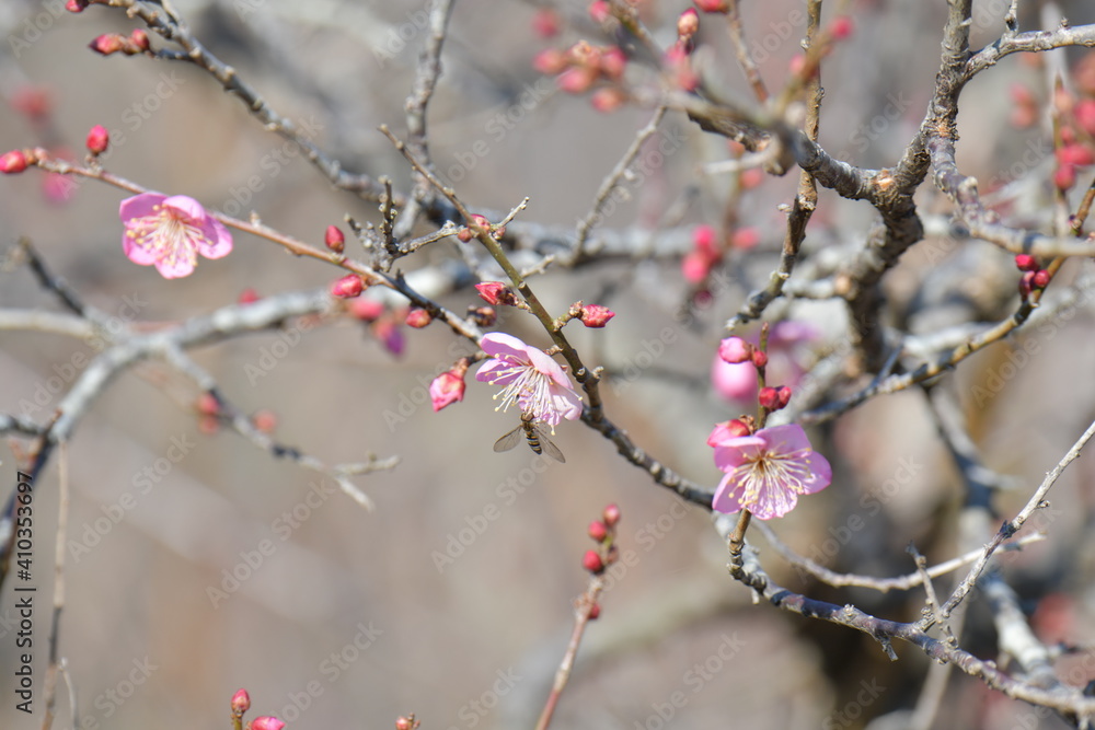 紅梅の花 紅梅の花