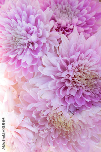 Pink Chrysanthemum flower background
